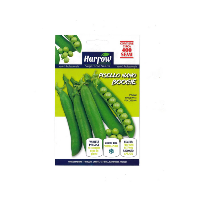 Semi di Pisello Nano Boogie 400 semi...