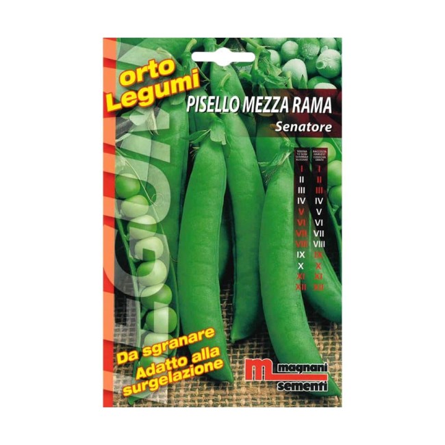 Semi di Pisello Nano Senatore
