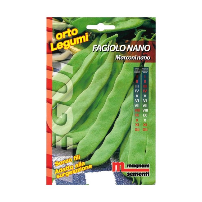 Semi di Fagiolo Nano Marconi