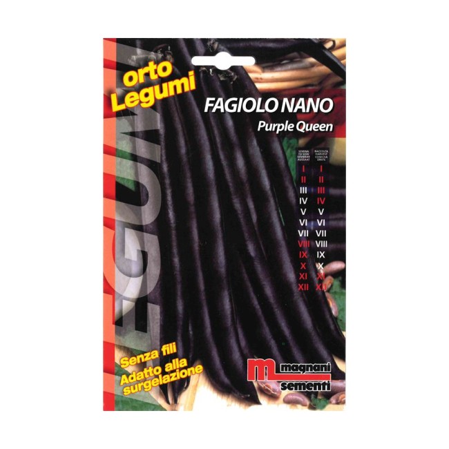 Semi di Fagiolo Nano Purple Queen
