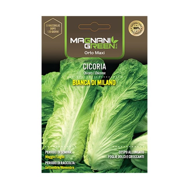 Semi di Cicoria Bianca Milano