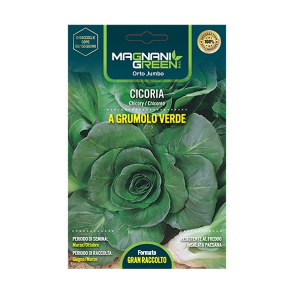 Semi di Cicoria a Grumolo Verde Orto Jumbo
