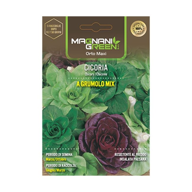 Semi di Cicoria a Grumolo in...