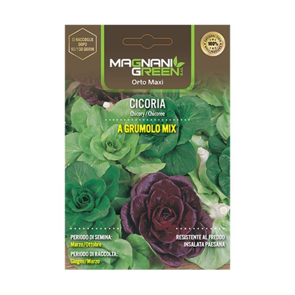 Semi di Cicoria a Grumolo in Miscuglio Orto Jumbo