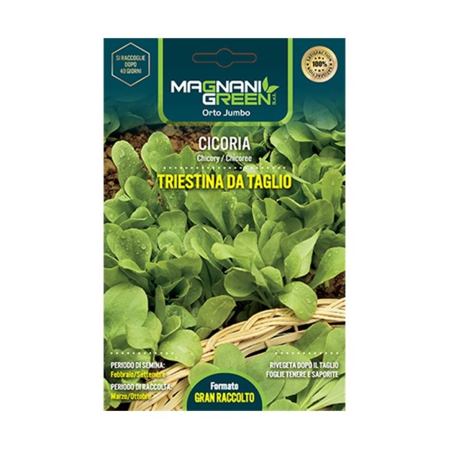 Semi di Cicoria Triestina da Taglio...