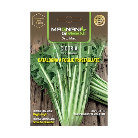Semi di Cicoria Catalogna Foglie Frastagliate