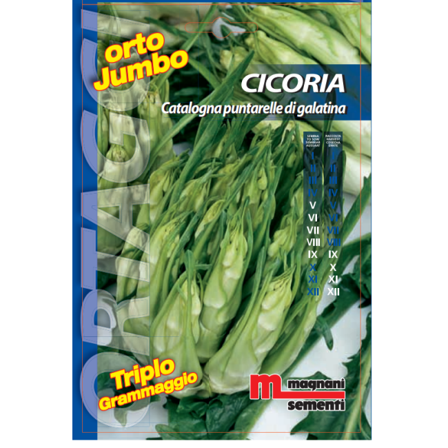 Semi di Cicoria Catalogna Puntarelle