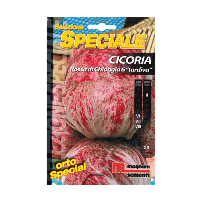 Semi di Cicoria Chioggia 6 Tardiva