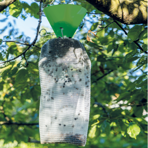 Trappola Popillia Japonica Flortis