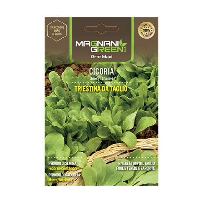 Semi di Cicoria Triestina da Taglio