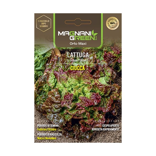Semi di Lattuga Ciucca