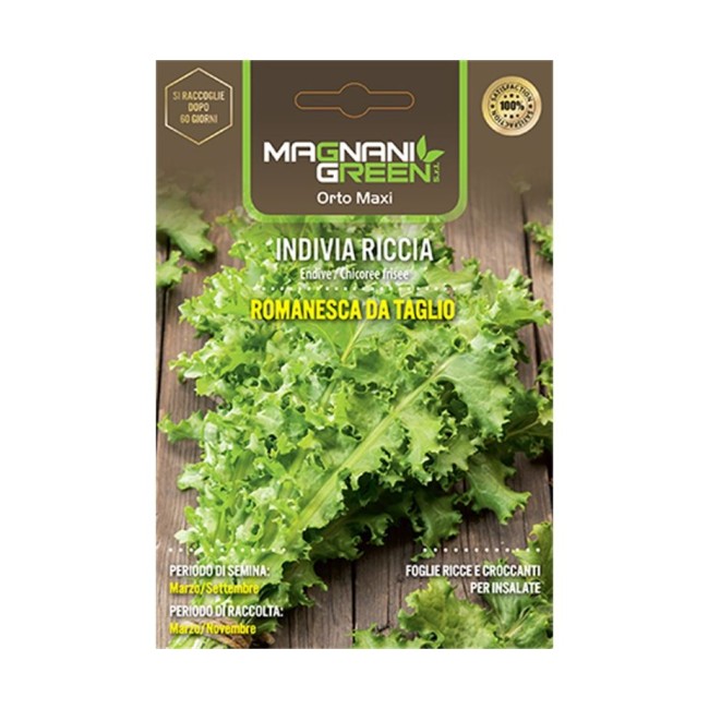 Semi di Indivia Romanesca