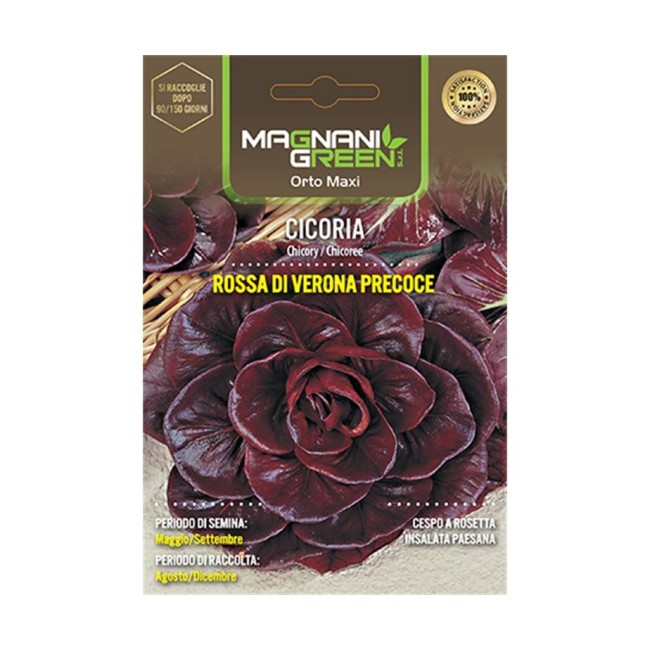 Semi di Cicoria Rossa di Verona Precoce