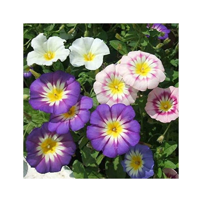 Semi di Convolvolo Bella di Giorno