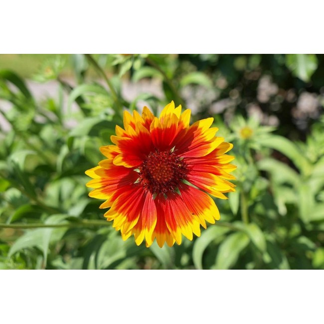 Semi di Gaillardia