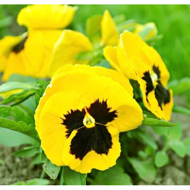 Semi di Viola del Pensiero Gialla